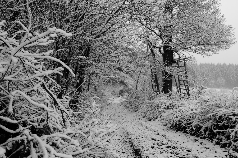 Im Schnee.
